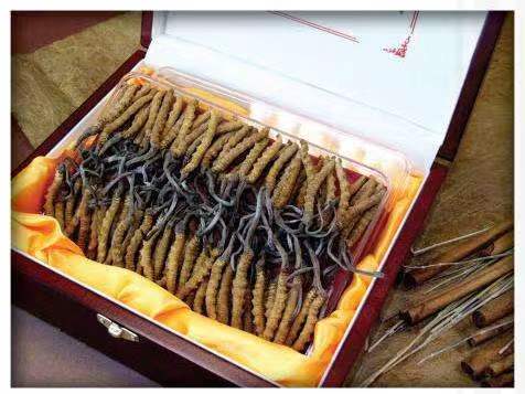 北川冬虫夏草回收